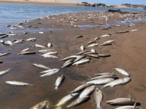 Floating fish — two beaches closed, mass deaths on KZN North Coast